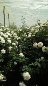 Rosengarten von vier Rosenproduktionseinheiten mit Laden