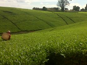 Große Teefarm in Kericho