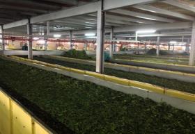 Große Teefarm in Kericho