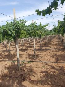 Ich suche 30 ha landwirtschaftlichen Betrieb oder Wirtschaftspartner zu verkaufen