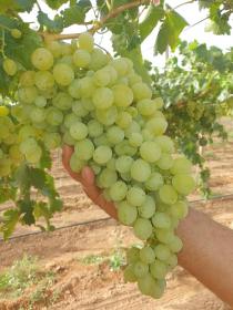 Ich suche 30 ha landwirtschaftlichen Betrieb oder Wirtschaftspartner zu verkaufen