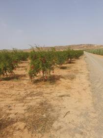 Ich suche 30 ha landwirtschaftlichen Betrieb oder Wirtschaftspartner zu verkaufen