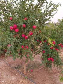 Ich suche 30 ha landwirtschaftlichen Betrieb oder Wirtschaftspartner zu verkaufen
