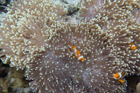 Ikonische Entwicklungsmöglichkeit auf mehreren Inseln für globale Marken