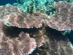 Von Palmen gesäumter Privatstrand, Zonenbebauung - erhöhte Aussicht und erstklassige Korallen