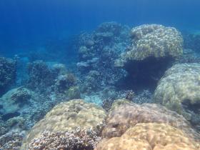 Von Palmen gesäumter Privatstrand, Zonenbebauung - erhöhte Aussicht und erstklassige Korallen